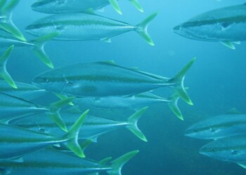 Special Report: Climate shift pushing sportfish south